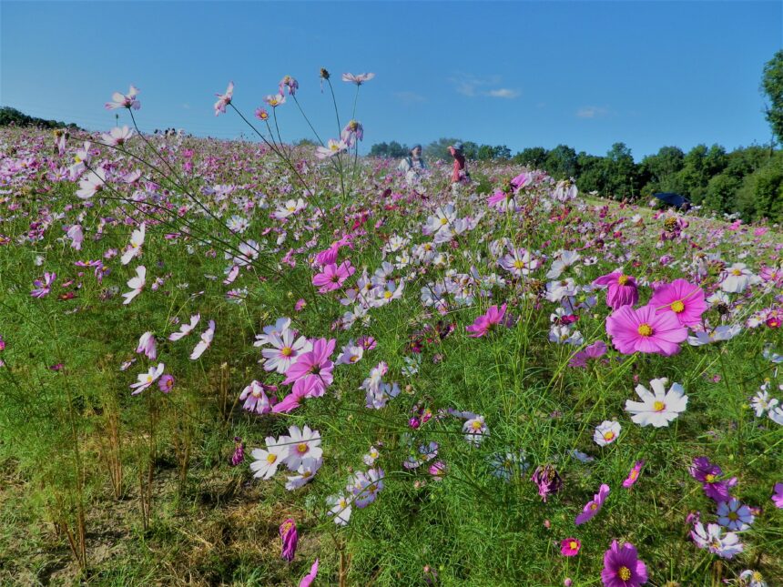 万博記念公園で コスモスフェスタ が開催 約万本のコスモスが一面に咲き誇る絶景が見られるのは今だけ ジモトコ吹田