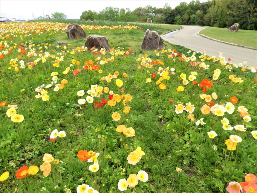 万博記念公園で ポピーフェア が開催中 花の丘一面に広がる可憐な約38万本のポピーを見られるのは今 ジモトコ吹田