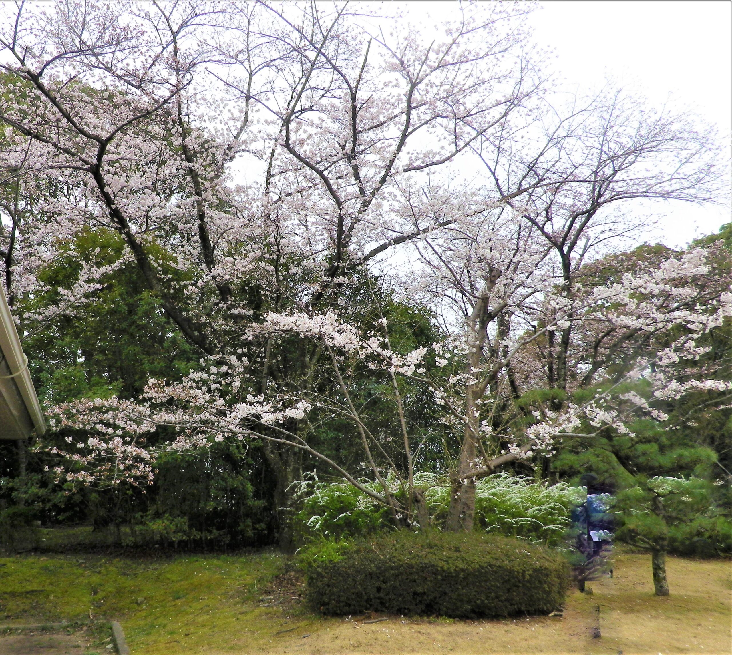 公園入口近く桜