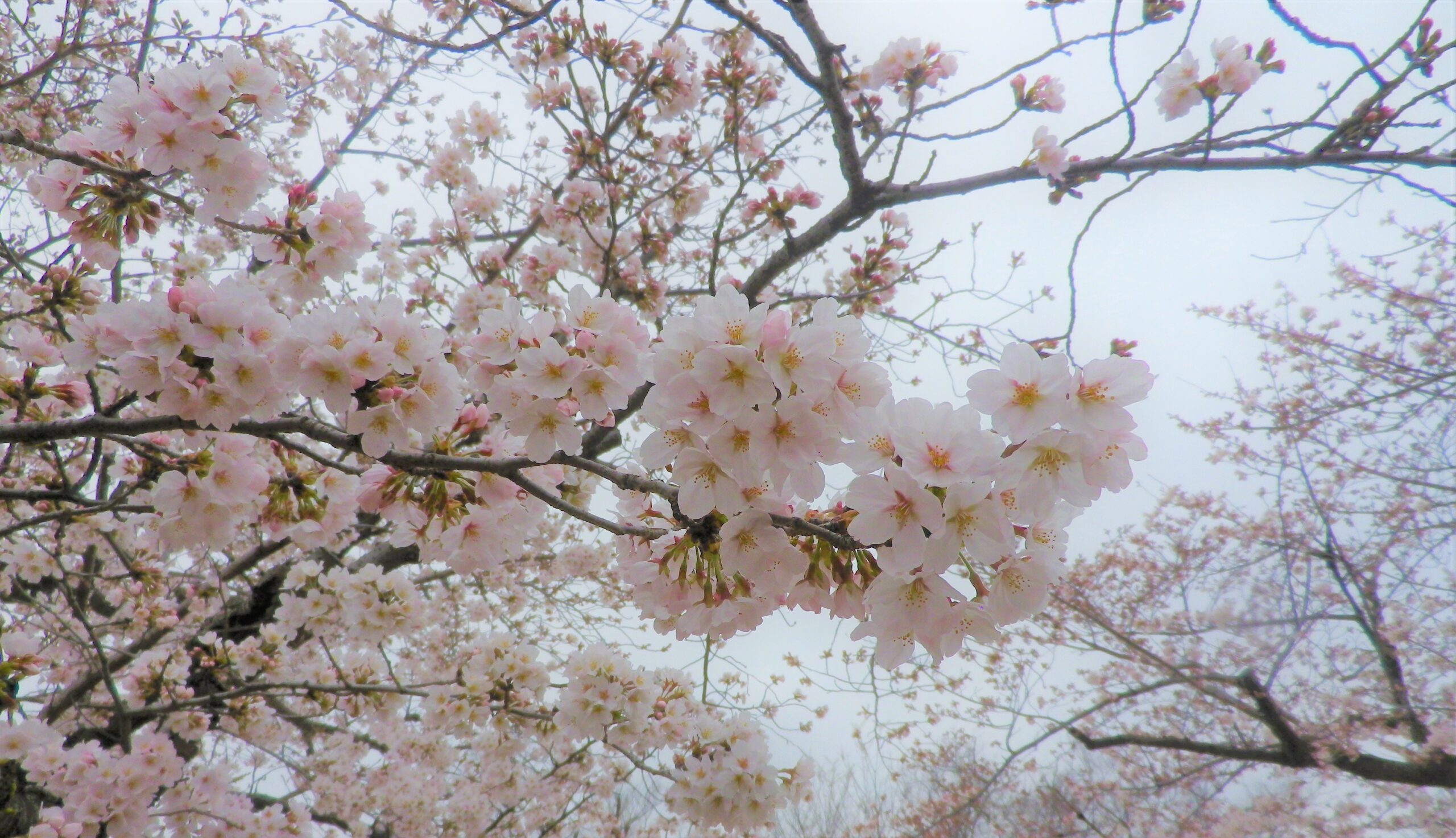 桜満開枝