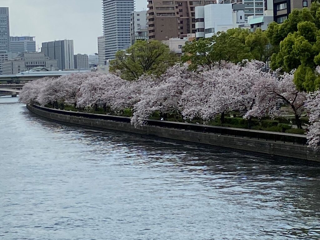昨年の天満橋桜