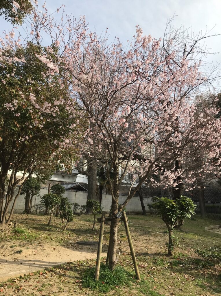 高津宮公園桜２