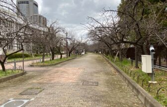 造幣局桜並木