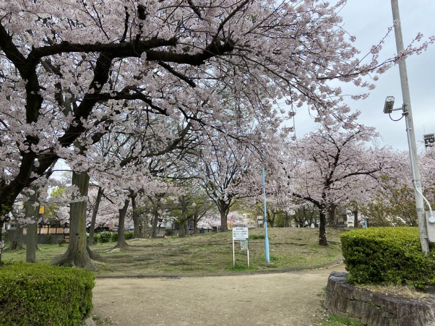 生野東公園桜