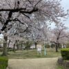 生野東公園桜